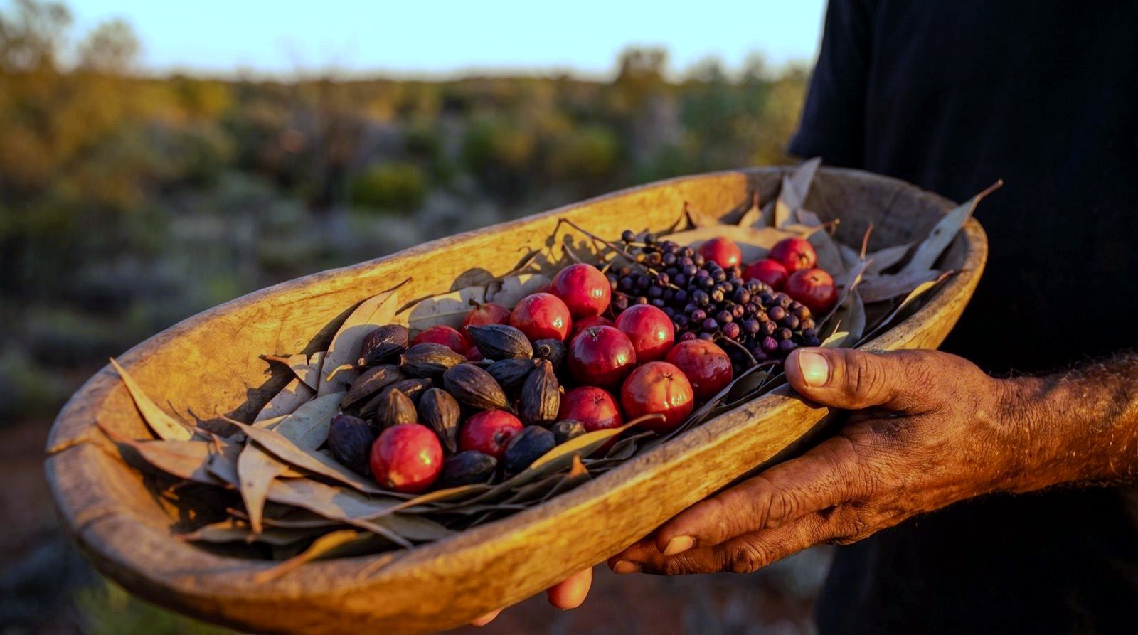 Hands holding a coolamon filled with quandong, wattleseed and pepperberries in golden light