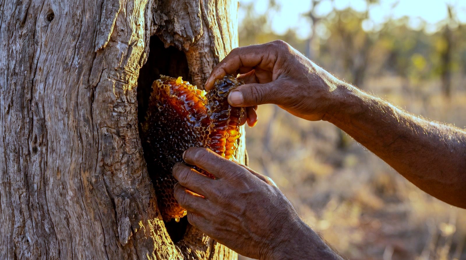 Hands lifting sugarbag honeycomb from a stringybark tree hollow